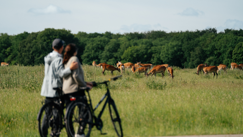 Copenhagen Sprint 2025 Cycling Tourism